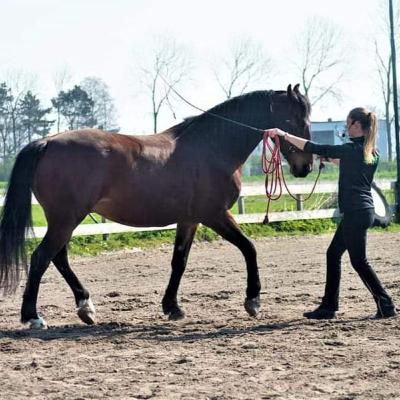 Uitleg over de leerweg van de Academische Rijkunst