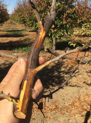Tree Destroyer: Cytospora in Prune (2025)