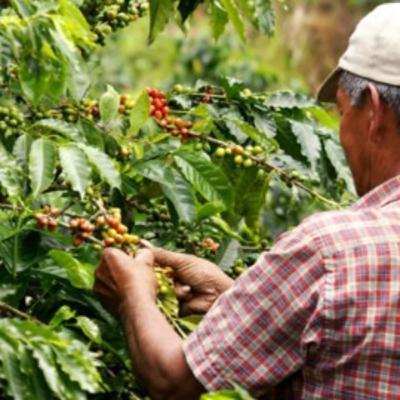 Podcast about Colombia's wealth of agriculture: