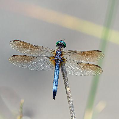 Dragonflies in the Great Swamp - Notes from the Field