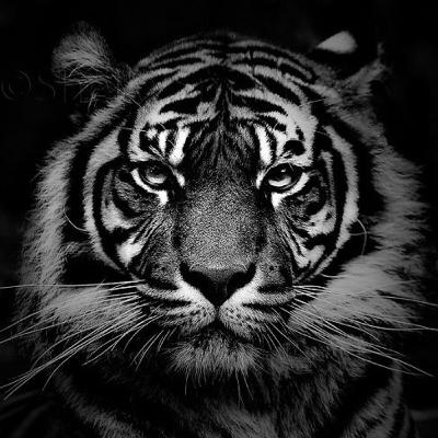 Tiger Tiger Burning Bright by William Blake Tiger Tiger Burning Bright by William Blake