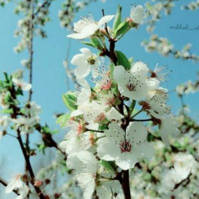 بهارررررر♥🌻🌺🌹