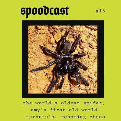 15 - The world's oldest spider, Amy's first Old World tarantula, rehoming chaos, & caring for elderly jumping spiders