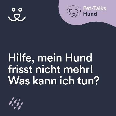 Hilfe, mein Hund frisst nicht mehr! Was kann ich tun?