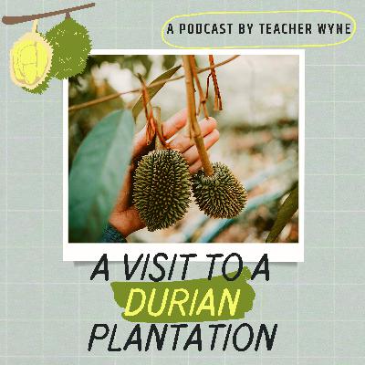 A visit to a durian plantation