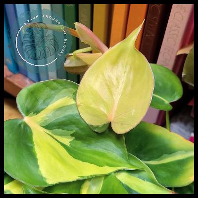 EP112-Hearteleaf Philos
