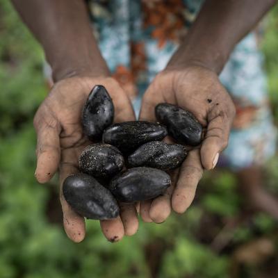New Guinea, Part 7:  Galip nut drives community empowerment and forest conservation