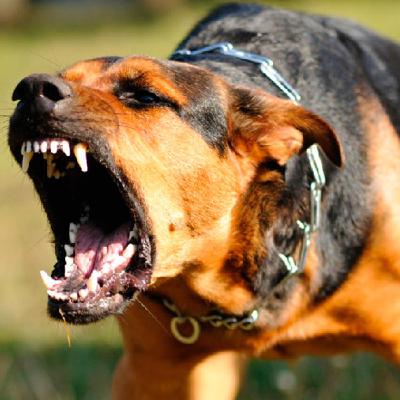 Agresividad en Perros Agresividad en Perros