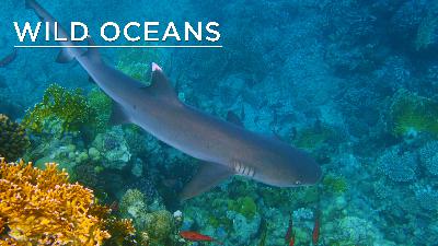 Shadow-stalking trumpetfish & a shark on the hunt Shadow-stalking trumpetfish & a shark on the hunt