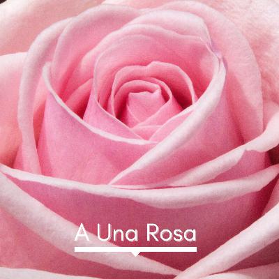 A Una Rosa - Sor Juana Inés de la Cruz
