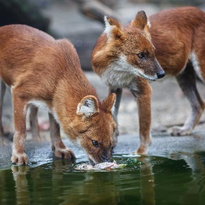 The Extinction of Red Wolves