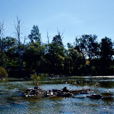 Pine Island Reserve - 15th of October 2017 - Part 2