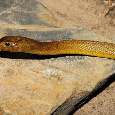 The Inland taipan