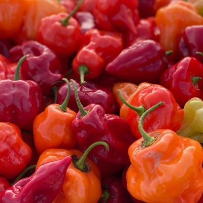 HOT PEPPERS