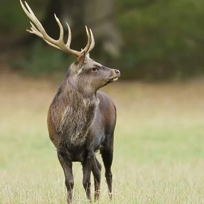 Designated deer: Sika added to the list of EU invasive alien species