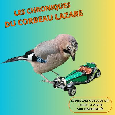Intelligence animale : comment les corvidés évitent les accidents