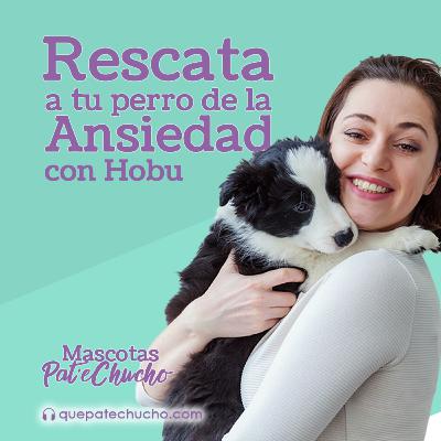 Rescata a tu perro de la ansiedad