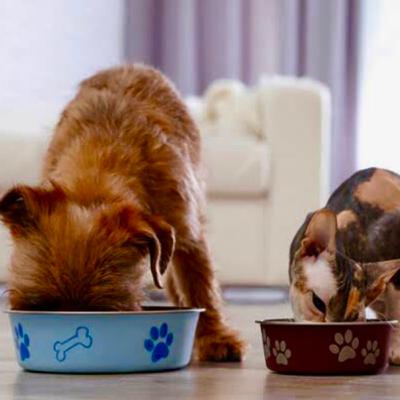 Alimentos peligrosos y prohibidos para nuestros animales de compañía Alimentos peligrosos y prohibidos para nuestros animales de compañía