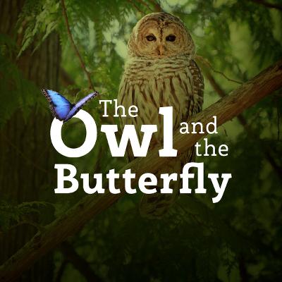 The Owl and the Butterfly