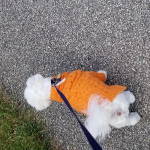 Carlos Rocking His Cute Sweaters