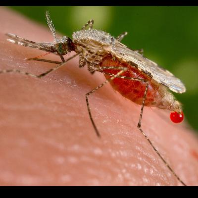 ID4U Episode 4 Malaria