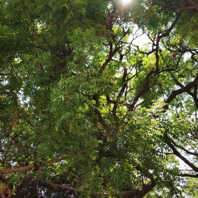 #8 - Neem Tree / Azadirachta indica