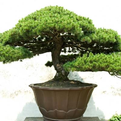 Ep. 1 - Bonsai x Hortelã: o que você quer ser?