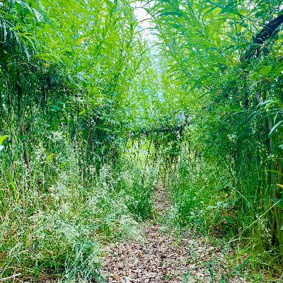 Affordances When Working With Willow