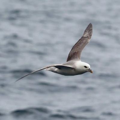 Eissturmvogel