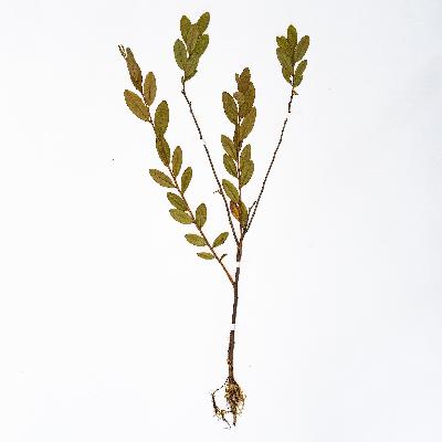 Кукушка Кукушка