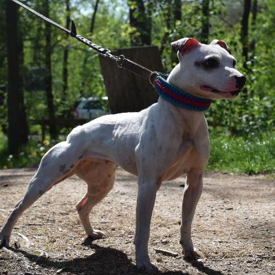 Staffordshire Bull Terriers - Marco De Kruijk from Quinlent Staffords (part 2) Staffordshire Bull Terriers - Marco De Kruijk from Quinlent Staffords (part 2)