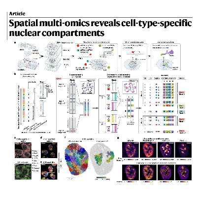 618-Single-Cell Nuclear Compartments in Mouse Cerebellum