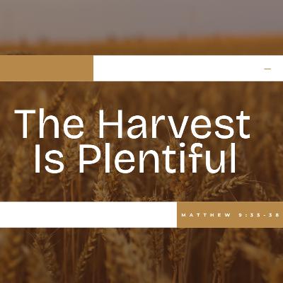 The Harvest is Plentiful