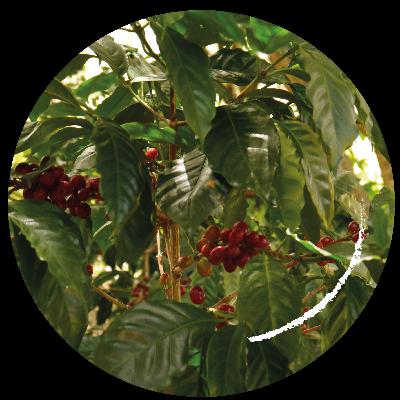 8. Mit Vielfalt gegen Pilzbefall: Von Kaffeeplantagen und umweltfreundlichen Anbaumethoden