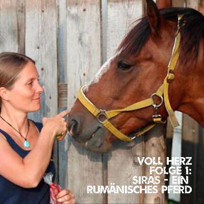 Folge 1 - Siras: Ein rumänisches Pferd