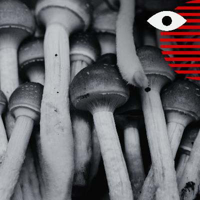 Could psychedelic drugs be the future of medicine?