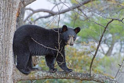 220: Missouri 2025 Bear season