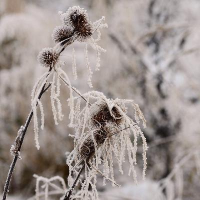 Winterblues