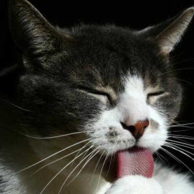 Understanding Senior Cats: Myths vs. Facts