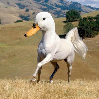 What I would pick. Horse sized duck or duck size horse