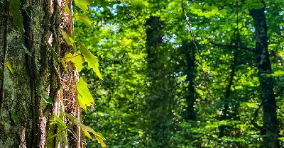 La famiglia del bosco tra ricorsi, polemiche e insulti al Tribunale