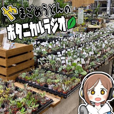 #3 ホームセンターで掘り出し植物を探せ【多肉植物・エアプランツ】