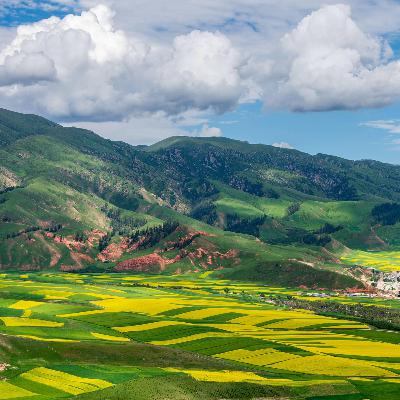 China's grasslands make historic turnaround after decades of degradation