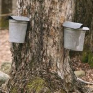 Nature Notes Episode 5: Maple Syrup Time!