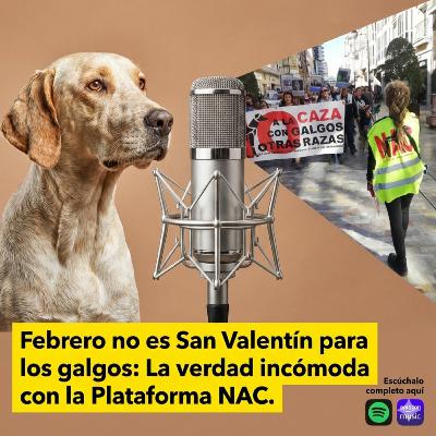 Febrero no es San Valentín para los galgos: La verdad incómoda con la Plataforma NAC Febrero no es San Valentín para los galgos: La verdad incómoda con la Plataforma NAC
