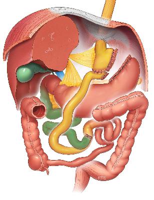 Gastric Bypass: The Boss in the Bariatric Surgery