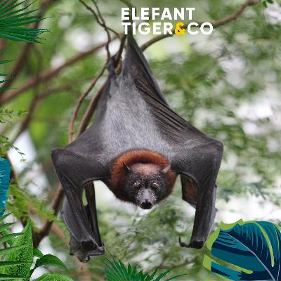 Kleiner "Stinker" - Der Flugfuchs