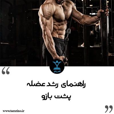 راهنمای رشد عضله پشت بازو (هوش مصنوعی)