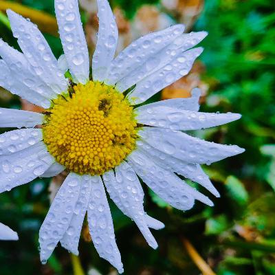 264 Garden rain at night (sleep safe)