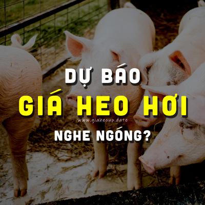 DỰ BÁO GIÁ HEO HƠI NGÀY MAI 5/1/2026 ▶ NGHE NGÓNG? ĐỘNG THÁI TỪ ÔNG LỚN CHĂN NUÔI... #GIAHEOHOI
